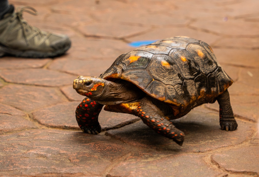 victoria-butterfly-gardens-tortoise