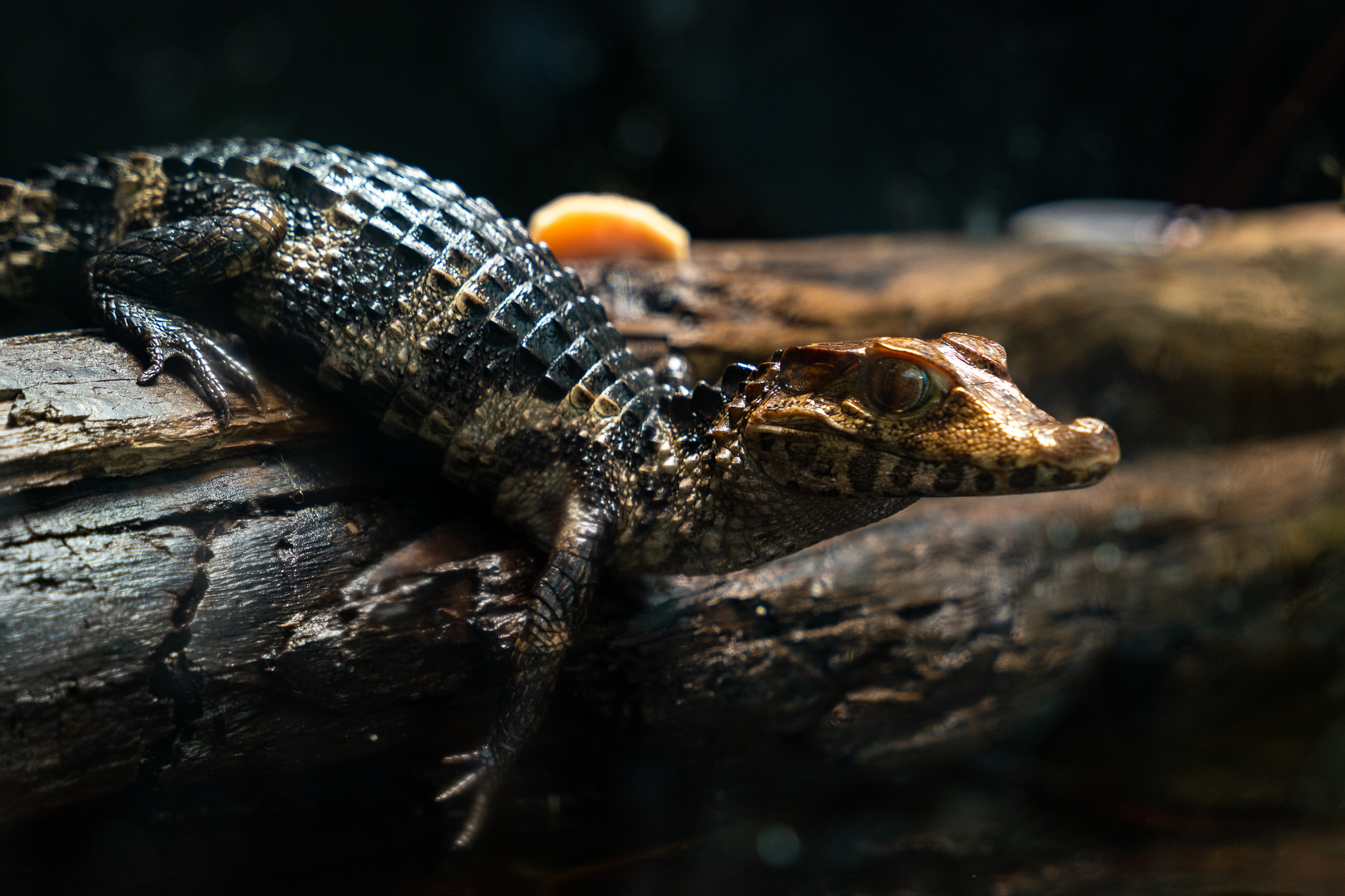 victoria-butterfly-gardens