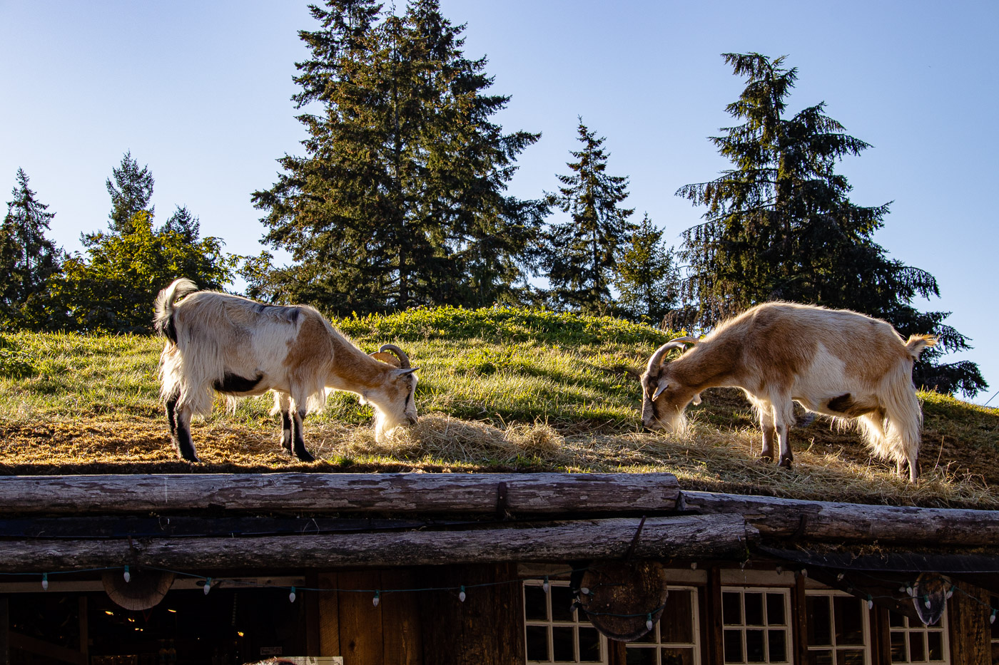 goats-on-roof-today