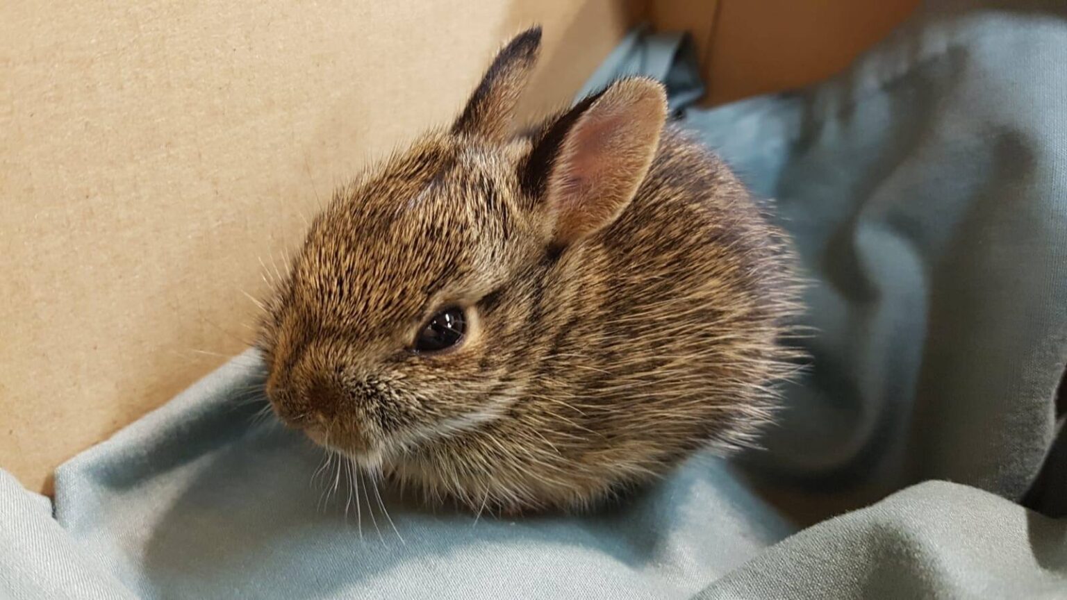 Bc Wild Rabbit What to do if you find a rabbit nest in your backyard on Vancouver Island