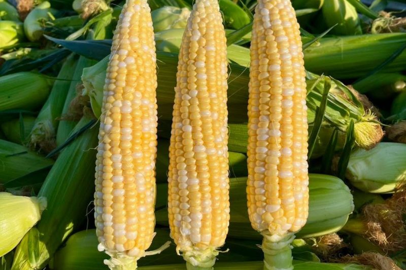 9 places to find fresh corn on the cob across Vancouver Island this summer
